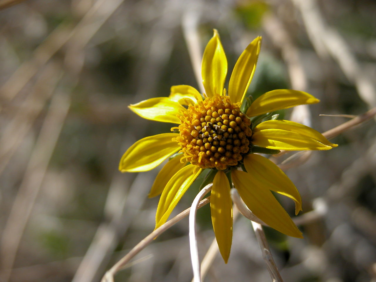 Brittlebush