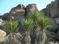 Mojave Yucca