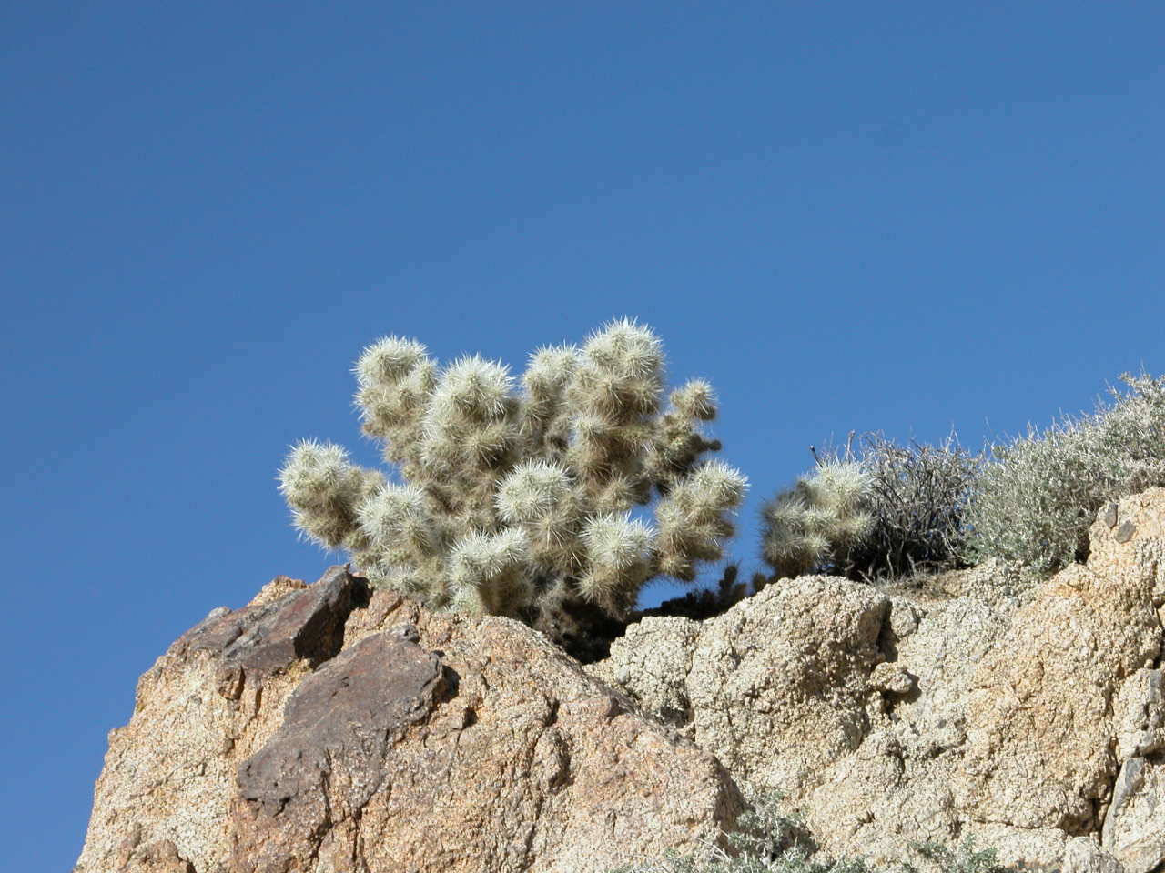 Silver Cholla Cactus