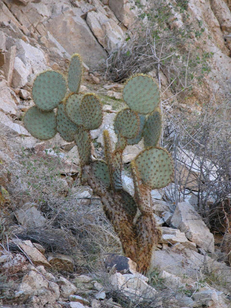 Pancake Cactus