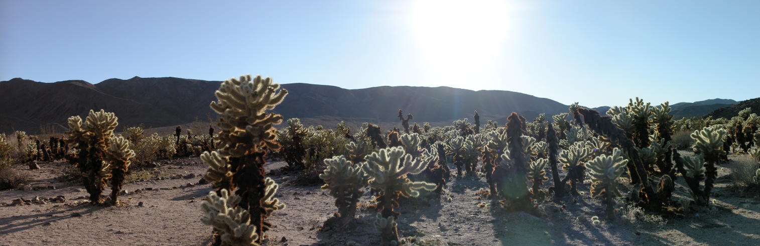 Cholla Cactus Garden