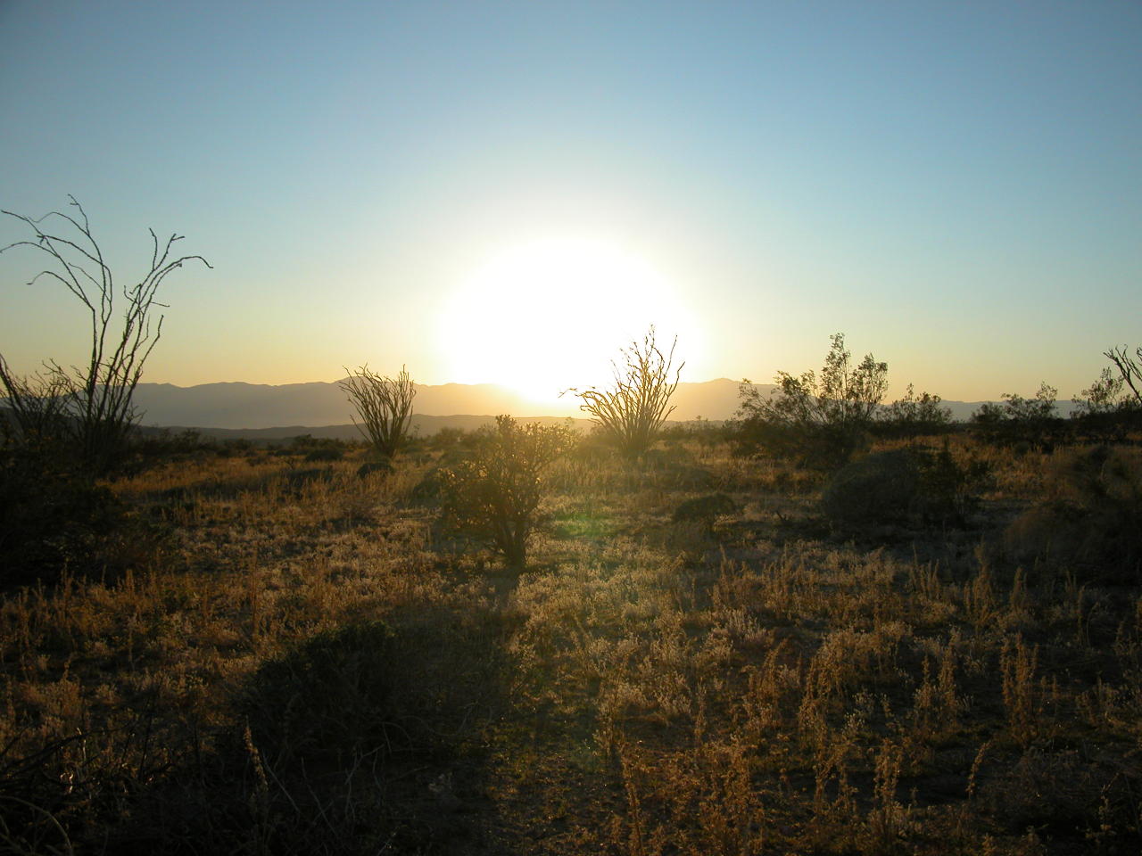 Ocotillo