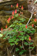 Wild Columbine