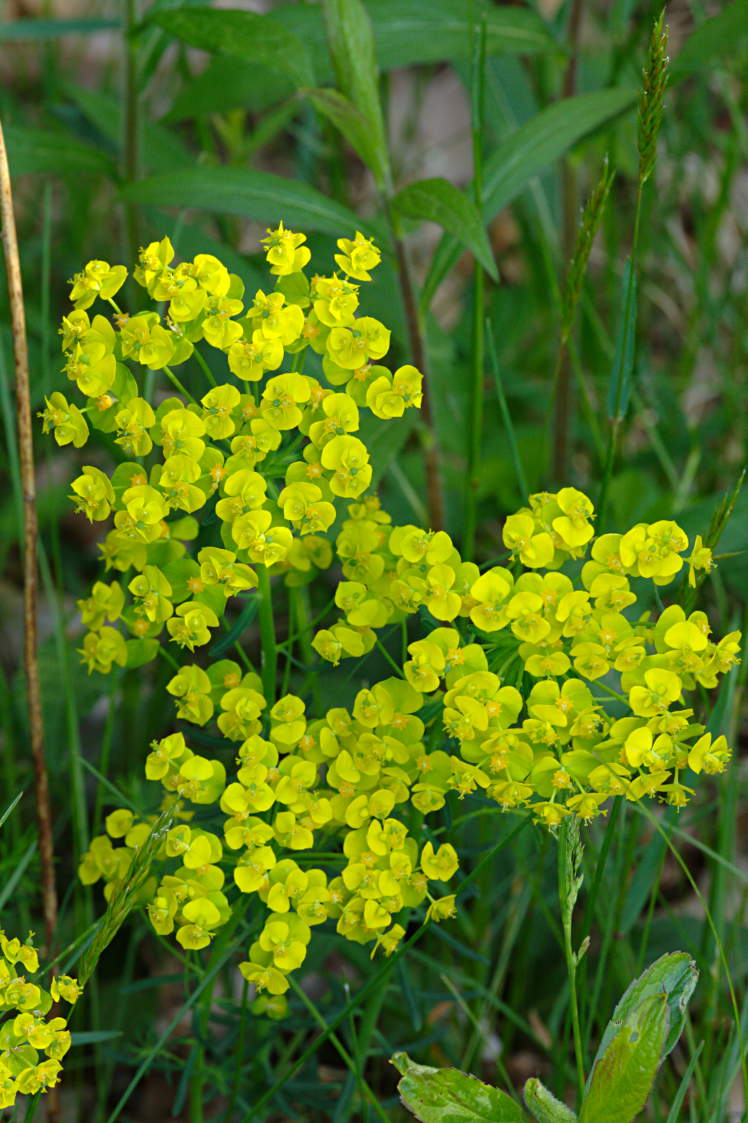 Leafy Spurge