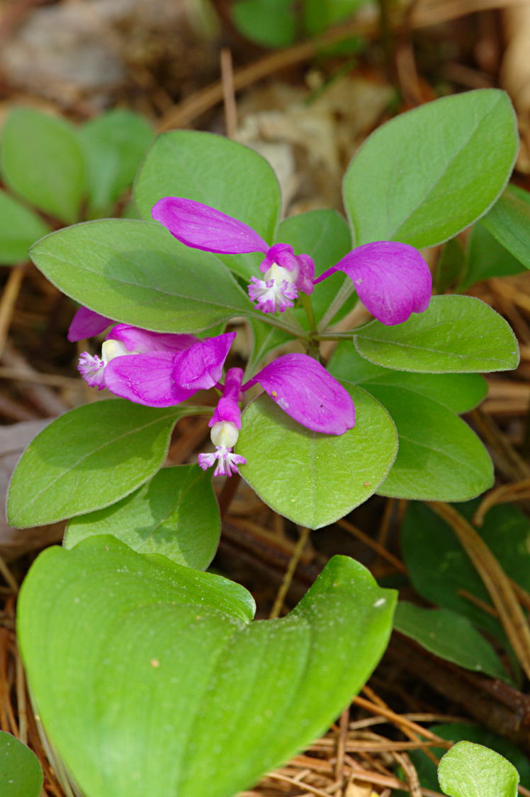 Fringed Polygala