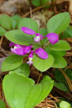 Polygala paucifolia