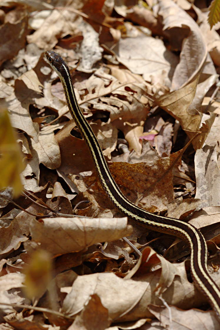 Eastern Ribbon Snake