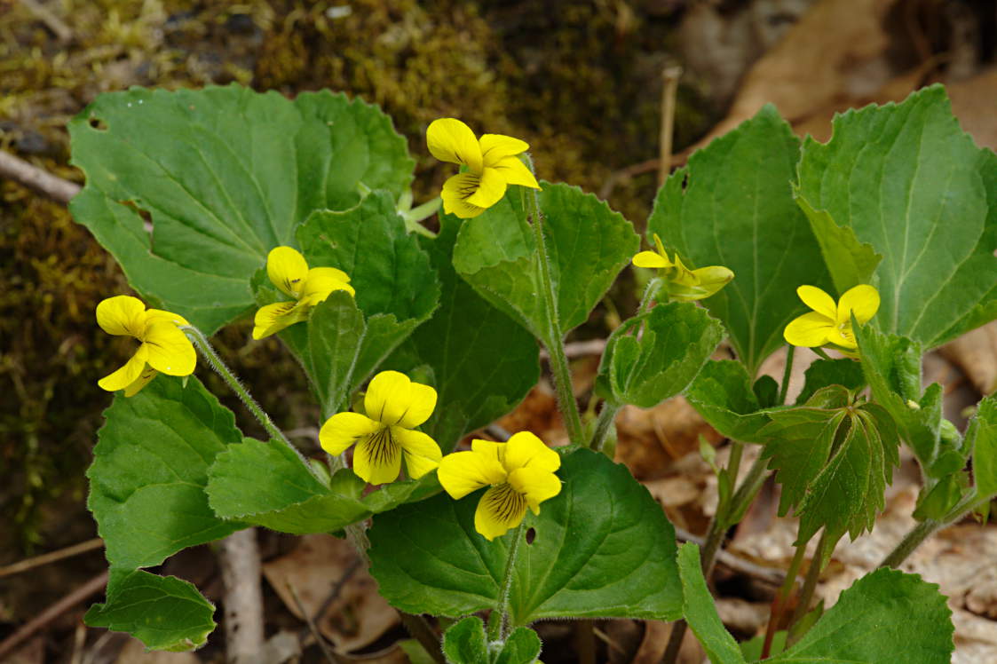 Smooth Yellow Violet