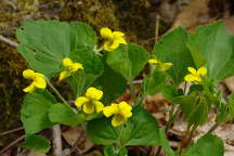 Viola pubescens