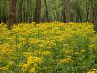 Butterweed