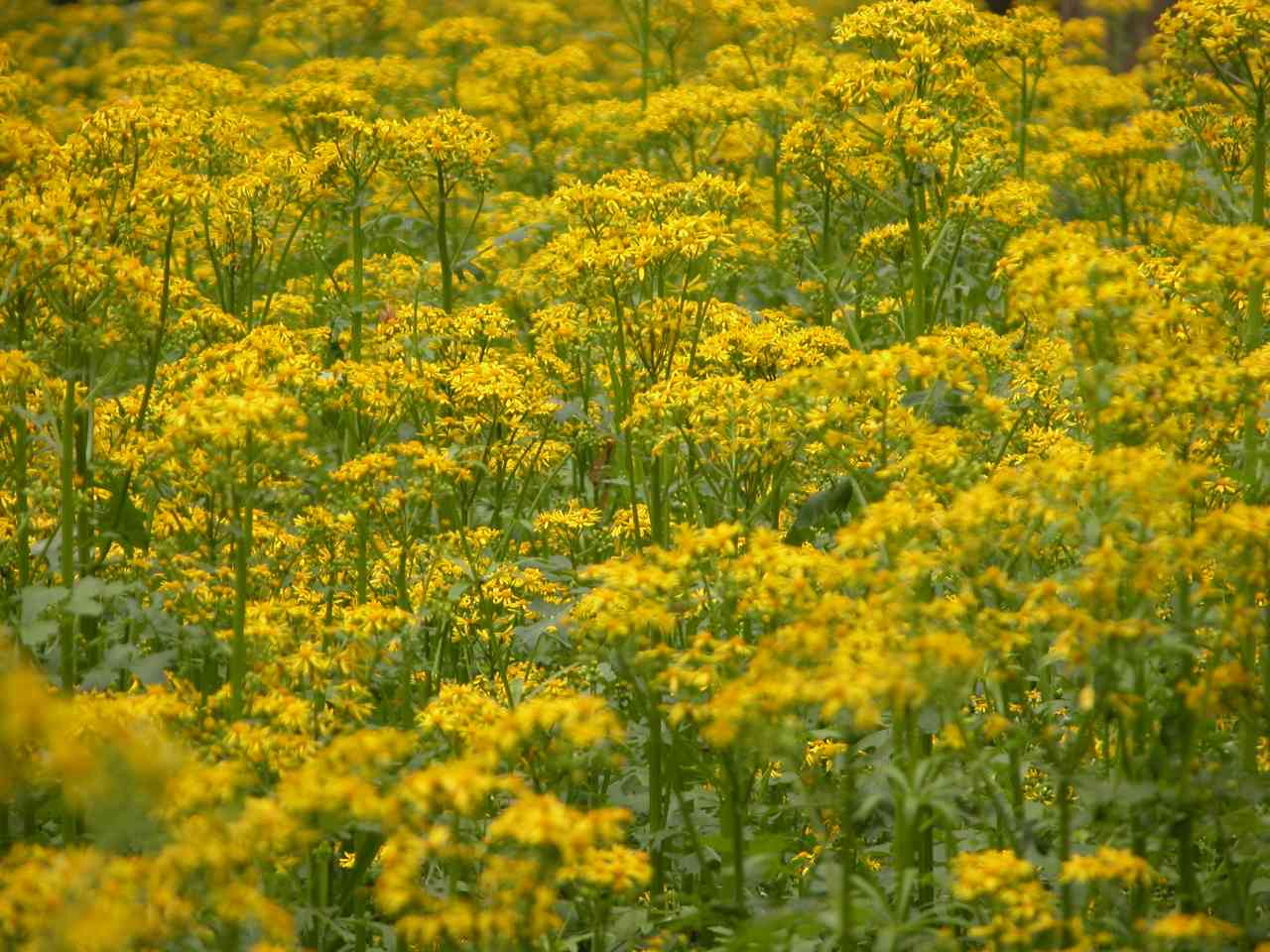 Butterweed