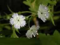 Phacelia purshii