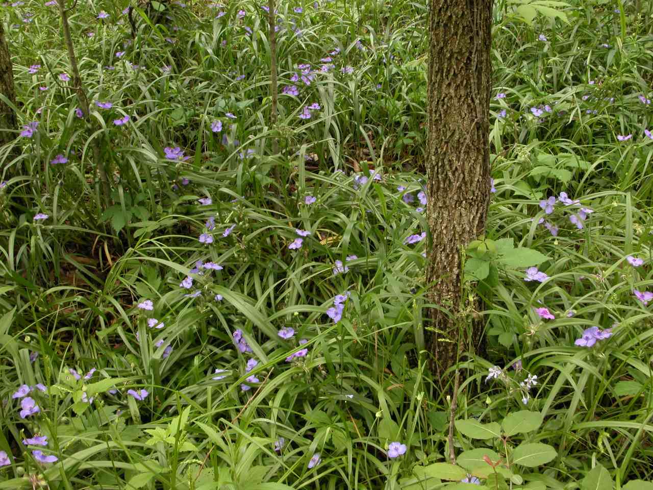 Virginia spiderwort