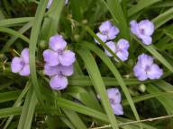 Tradescantia virginiana