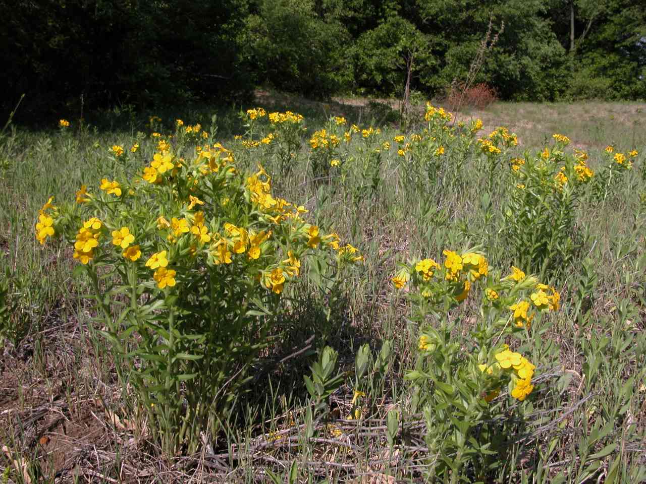 Hairy puccoon