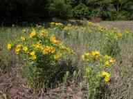 Hairy puccoon