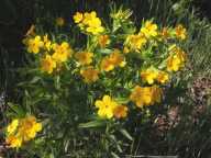 Hairy puccoon