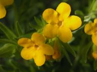 Lithospermum caroliniense