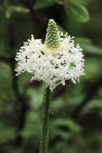 Xerophyllum asphodeloides