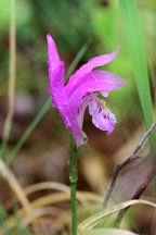 Arethusa bulbosa