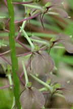 Liparis liliifolia