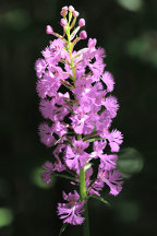 Platanthera grandiflora