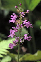 Large Purple Fringed Orchid