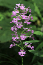 Large Purple Fringed Orchid