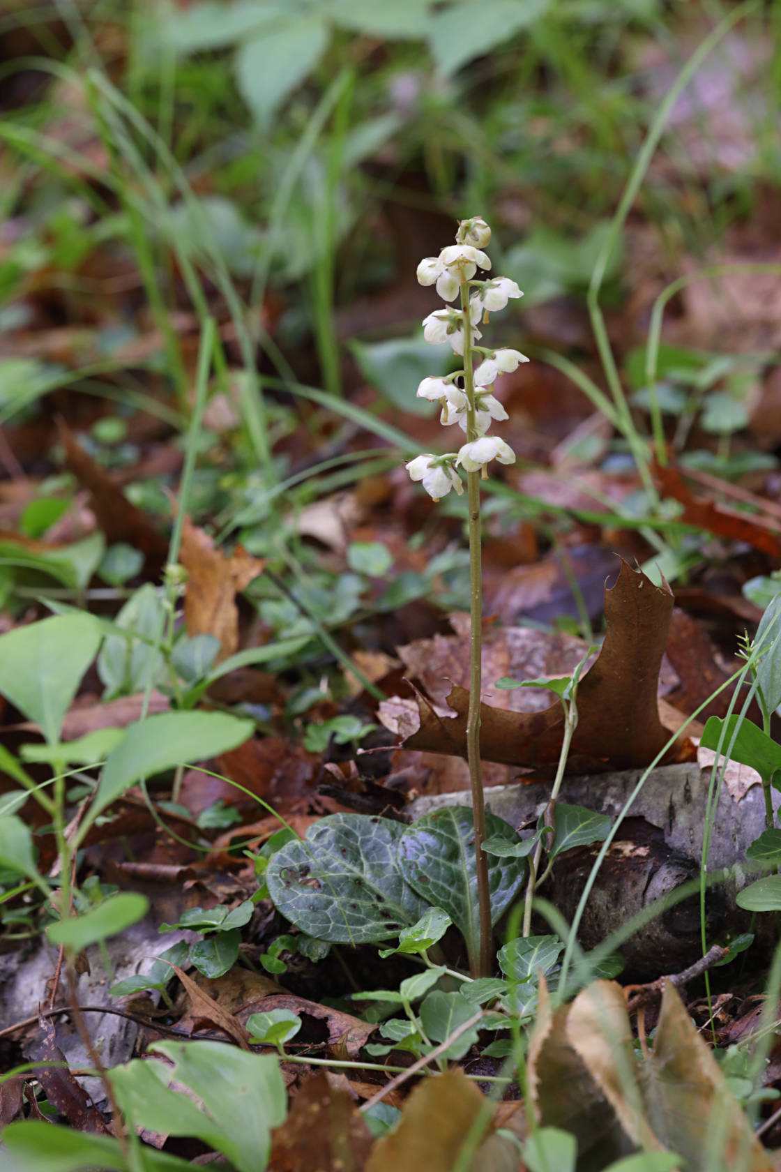Rounded Shinleaf