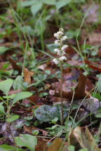 Rounded Shinleaf