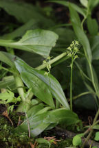 Loesel's Twayblade