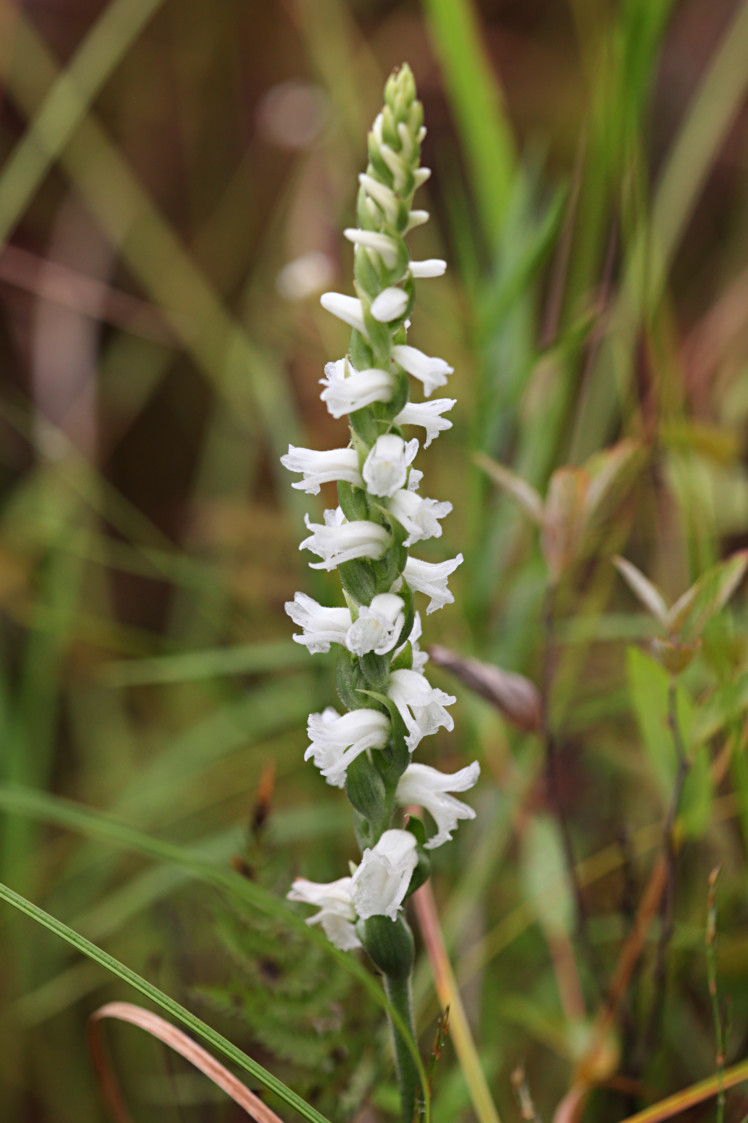 Appalachian Ladies' Tresses