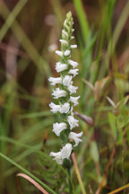 Spiranthes arcisepala