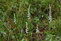 Spiranthes arcisepala