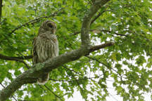 Barred Owl