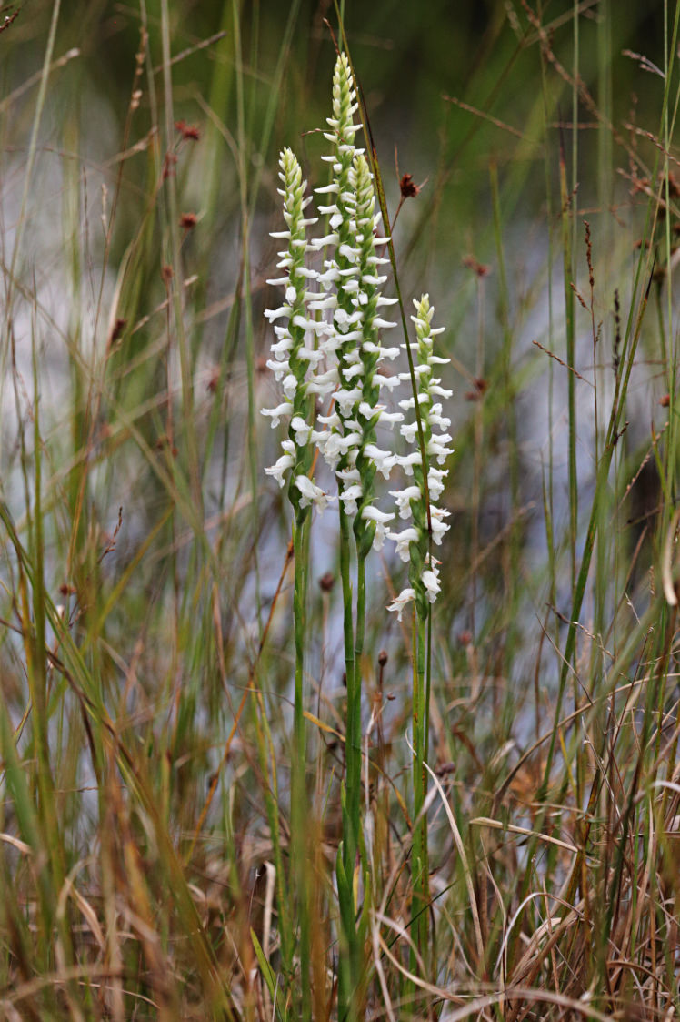 Nodding Ladies' Tresses