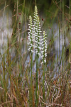 Spiranthes cernua