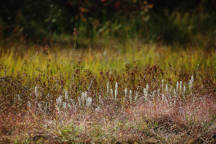 Spiranthes cernua