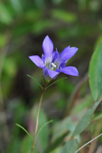 Gentiana autumnalis