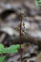 Corallorhiza odontorhiza var. odontorhiza