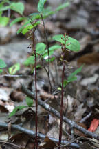 Corallorhiza odontorhiza var. odontorhiza