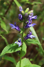 Lobelia siphilitica