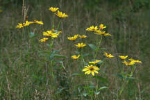 Rough-Leaved Sunflower