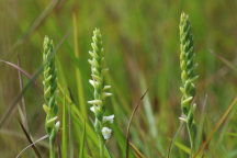 Spiranthes ochroleuca