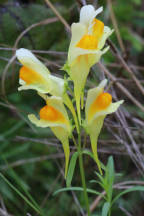 Linaria vulgaris