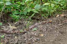 Northern Copperhead