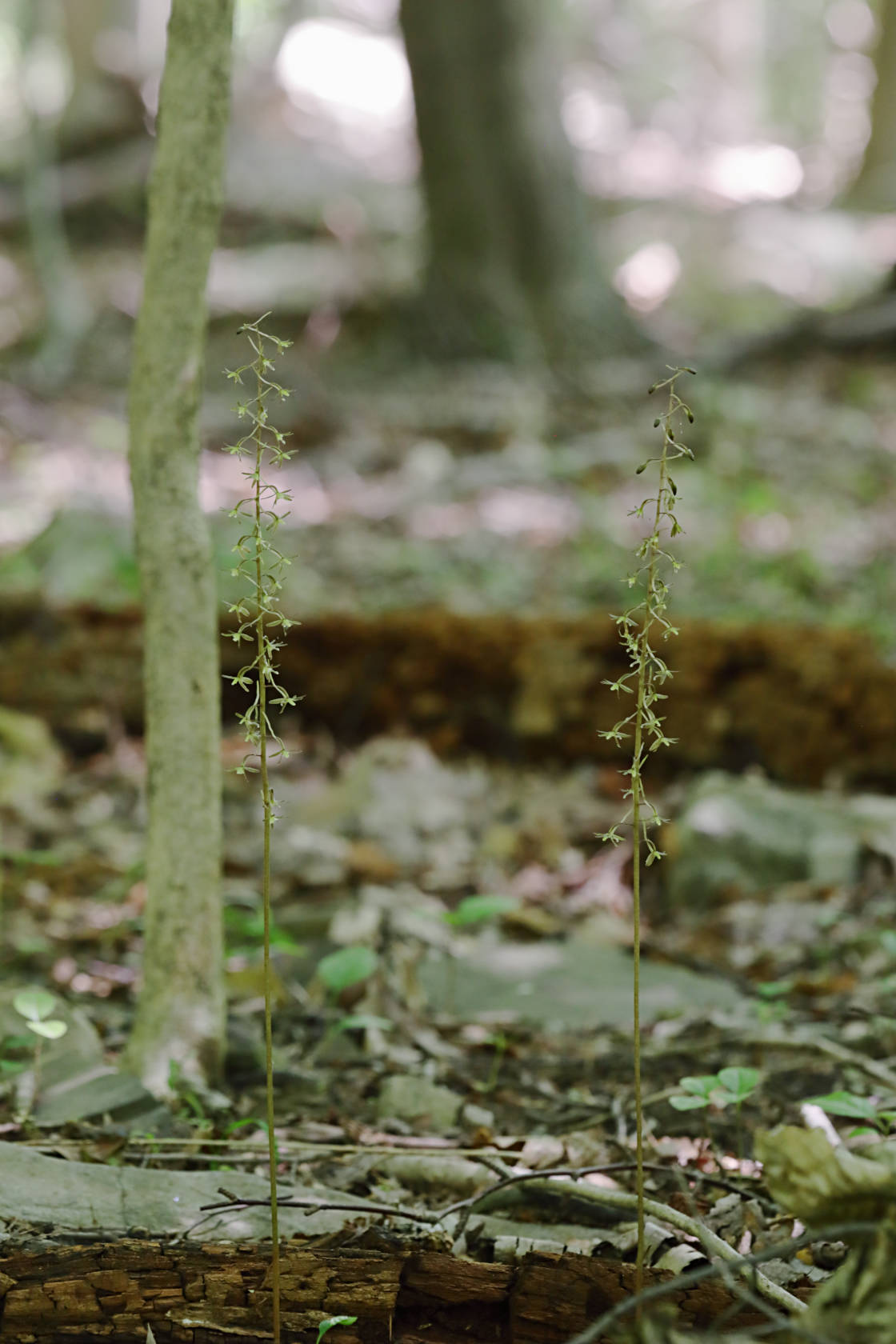 Cranefly Orchid