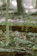 Tipularia discolor