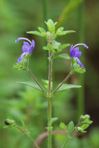 Trichostema dichotomum