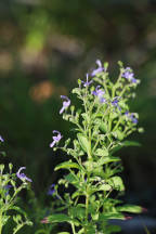 Trichostema dichotomum